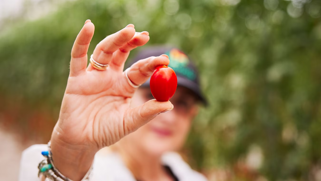 Person holding a single ripe red cherry tomato between fingers in a garden.