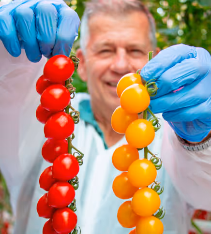 Person wearing blue gloves holding two bunches of cherry tomatoes, one red and one yellow, outdoors.