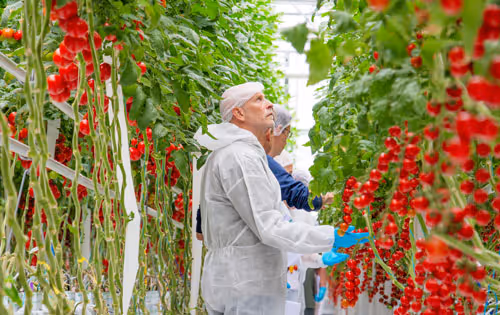 Two agricultural workers in protective clothing inspecting red tomatoes in a greenhouse.