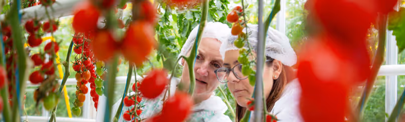 Two researchers in white lab coats and hairnets inspecting ripe tomatoes hanging in a greenhouse.