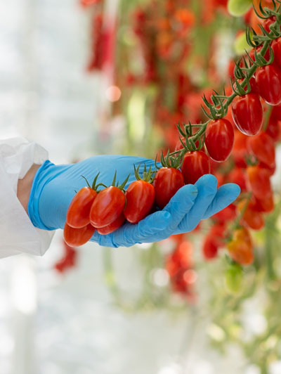 Hand in blue glove holding a ripe cluster of cherry tomatoes on the vine in a greenhouse.