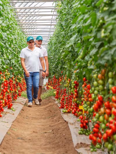 Two men walking through rows of tomato plants inside a greenhouse.