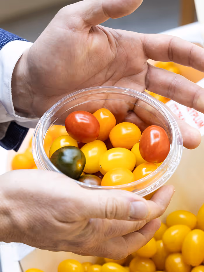 Hands holding a clear plastic container filled with red, yellow, and one dark green cherry tomatoes.