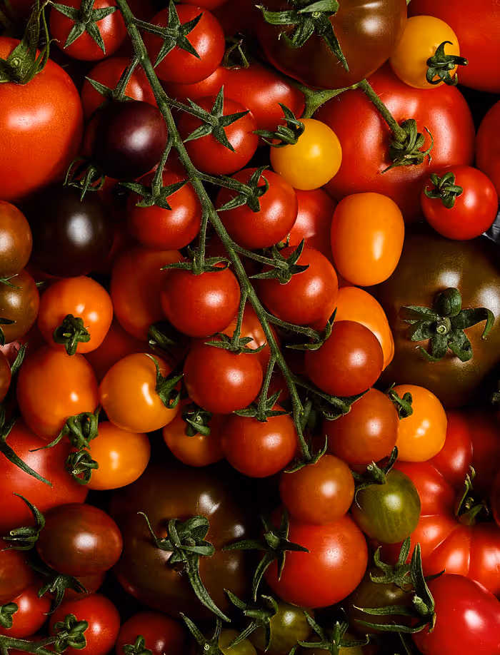 Two men walking through rows of tomato plants inside a greenhouse.