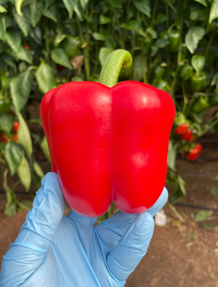 Hands holding a clear plastic container filled with red, yellow, and one dark green cherry tomatoes.