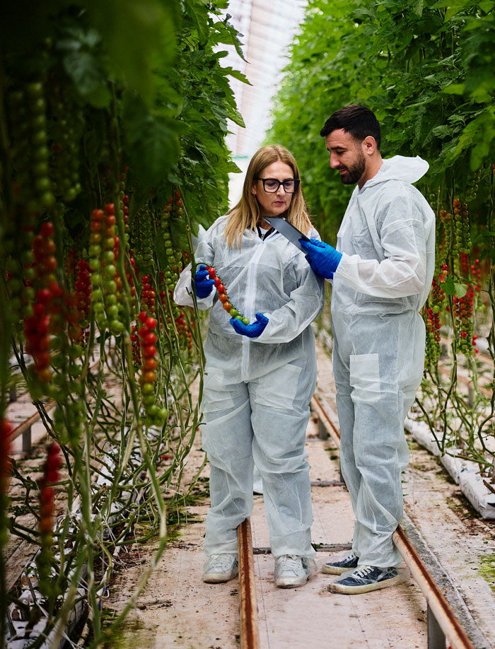 Close-up of a variety of colorful cherry tomatoes including yellow, red, and dark purple.