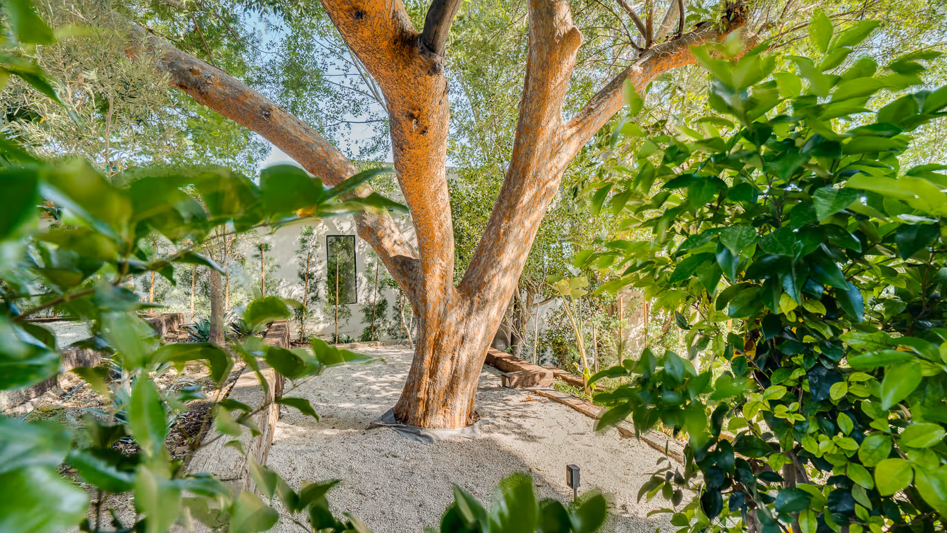 Large tree with thick trunk in a garden surrounded by green bushes and gravel ground.