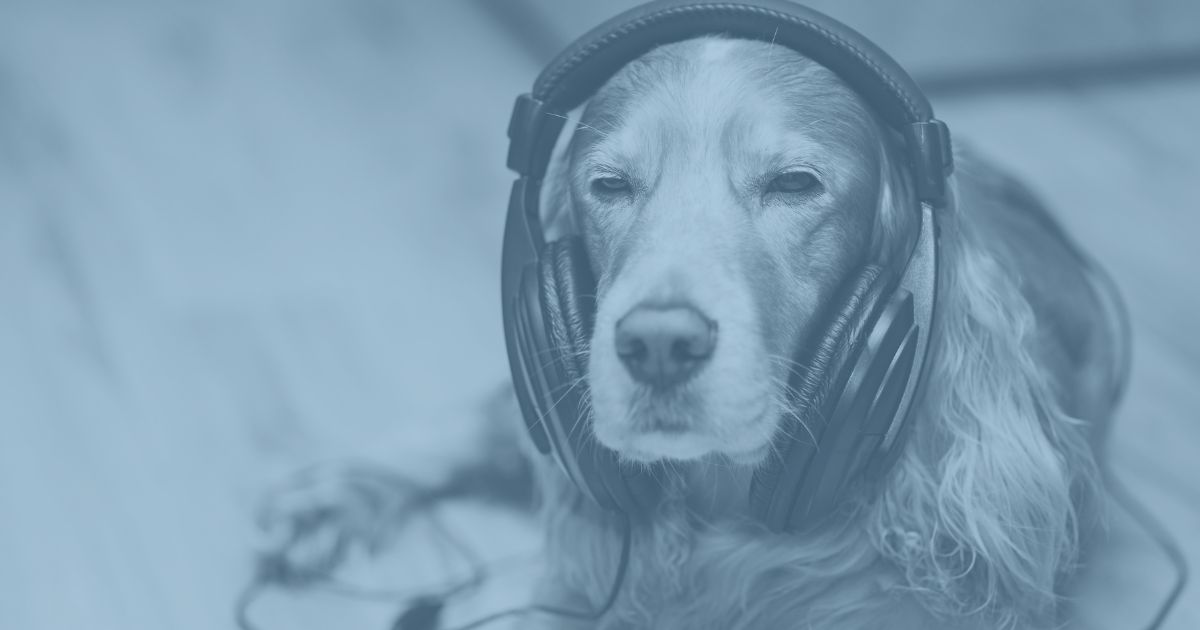 Golden Retriever mit Over-Ear Kopfhörern mit blauem Filter