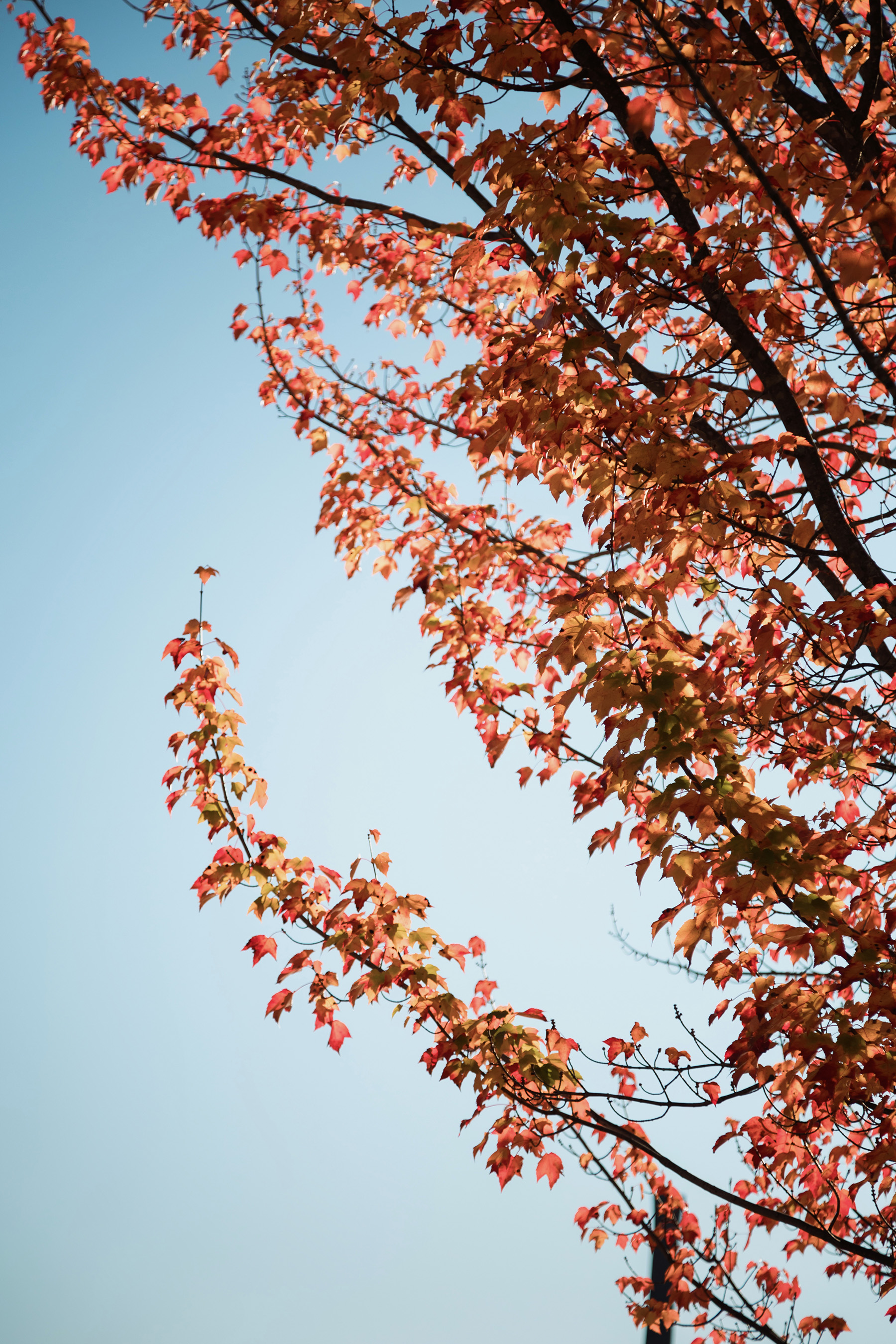 Branches of a tree with red and orange autumn leaves against a clear blue sky.
