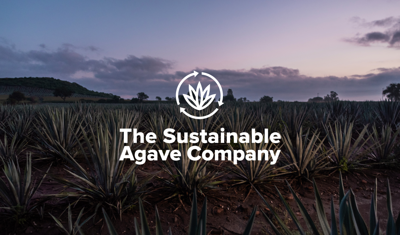Field of agave plants at dusk with a logo of an agave and recycling arrows above the text 'The Sustainable Agave Company'.