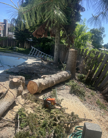 A tree felling project in Wenatchee.