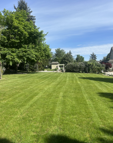 A well kept green lawn in Wenatchee maintained by rooster landscaping.