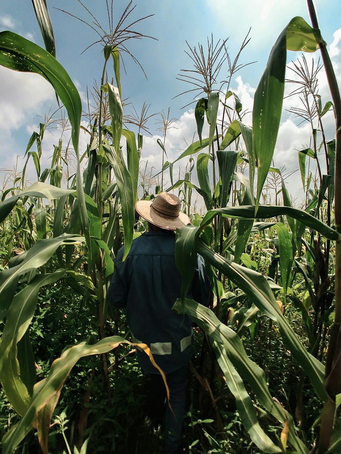 Farmer walking through a tall cornfield.