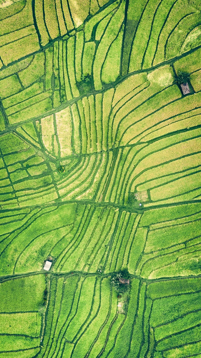 Aerial view of green agricultural fields and crop rows.