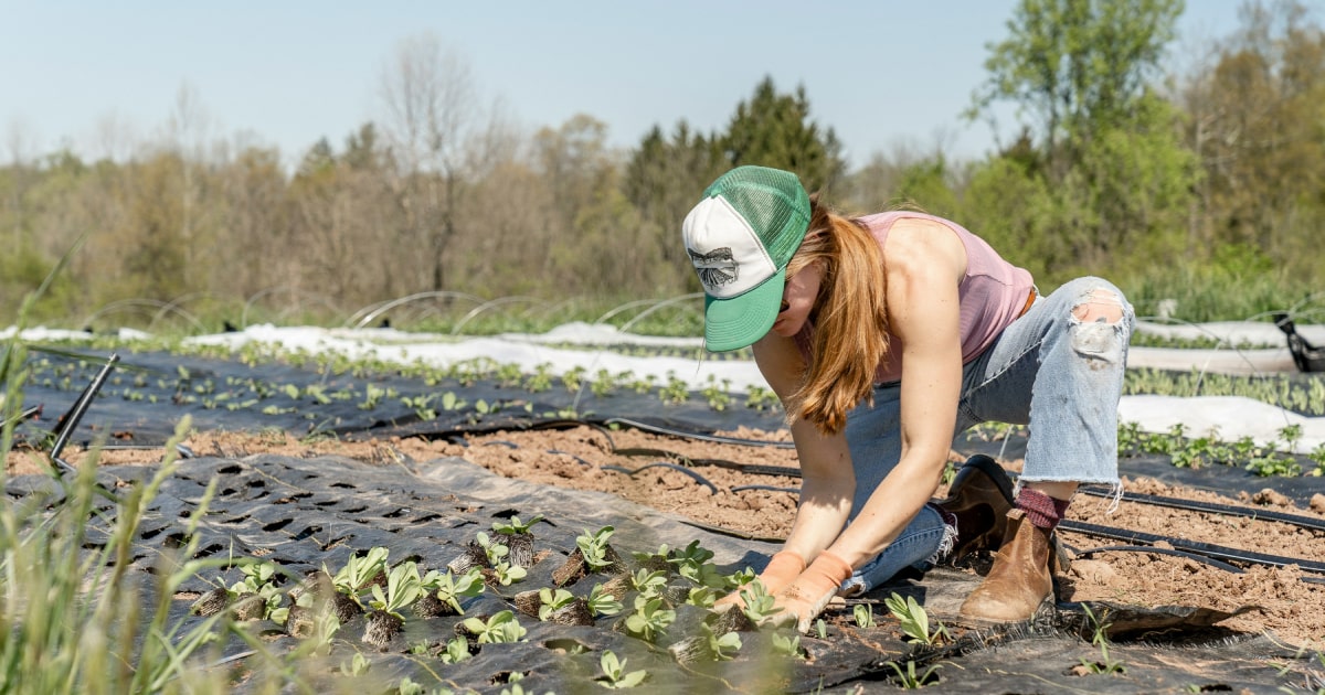 Farmer planting seedlings in a cultivated field.