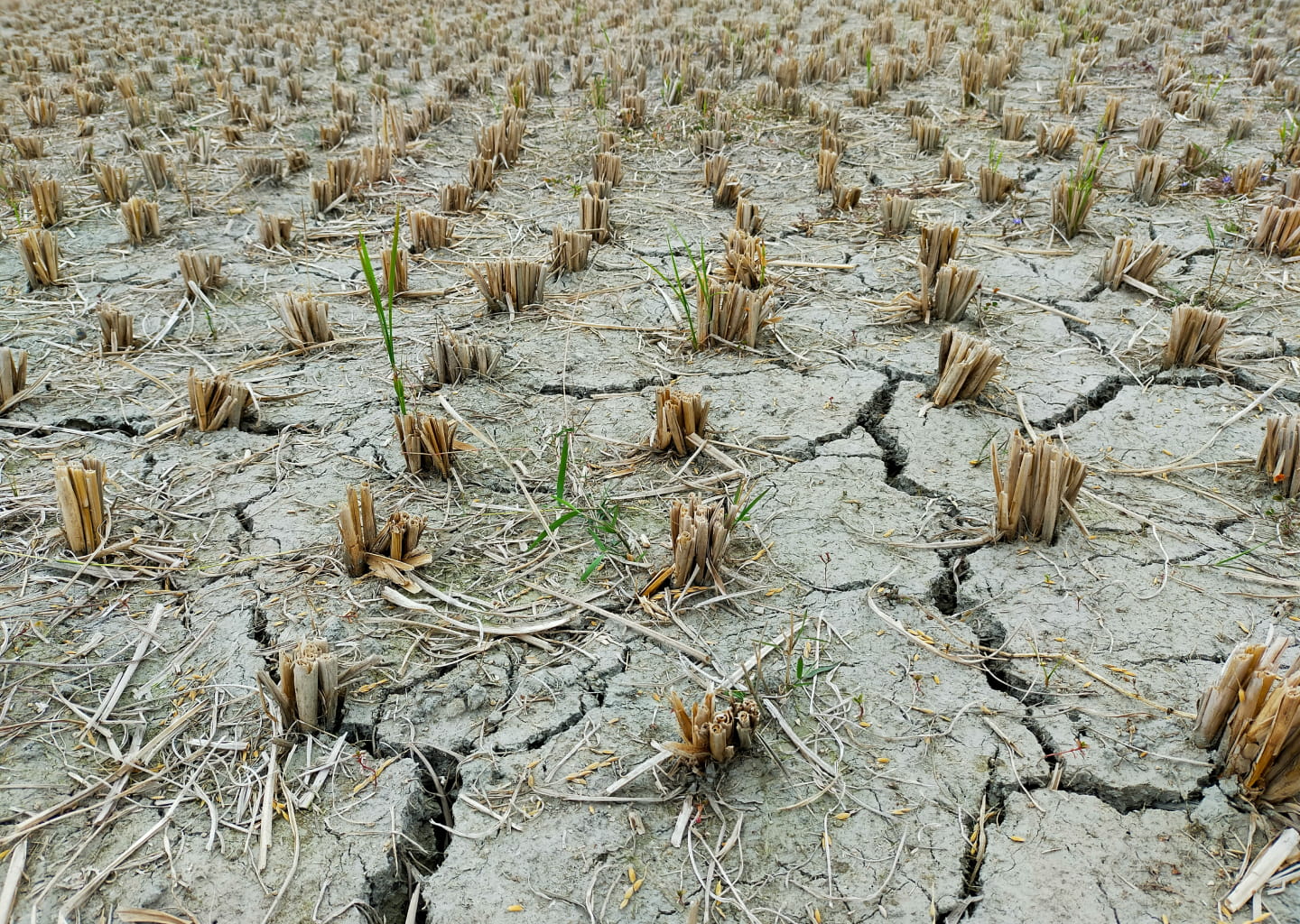 Dry, cracked soil in an agricultural field during drought conditions.