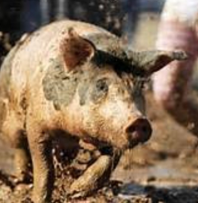 Slippery Hog
