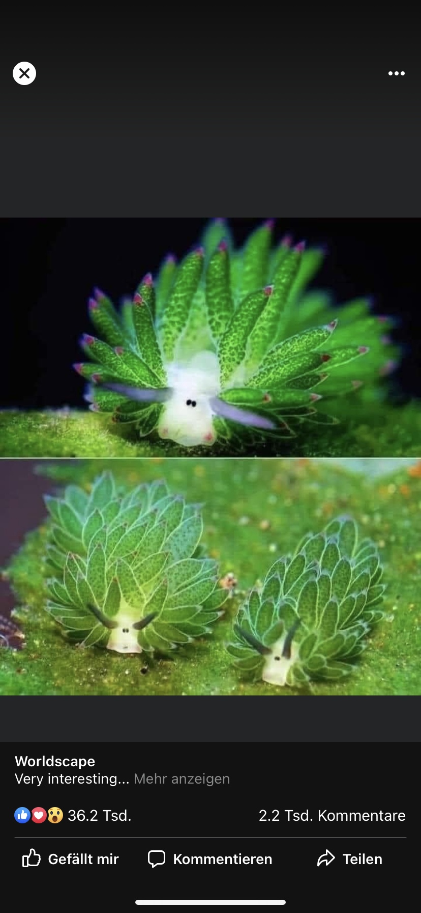 Joshua Hans Gruennhol