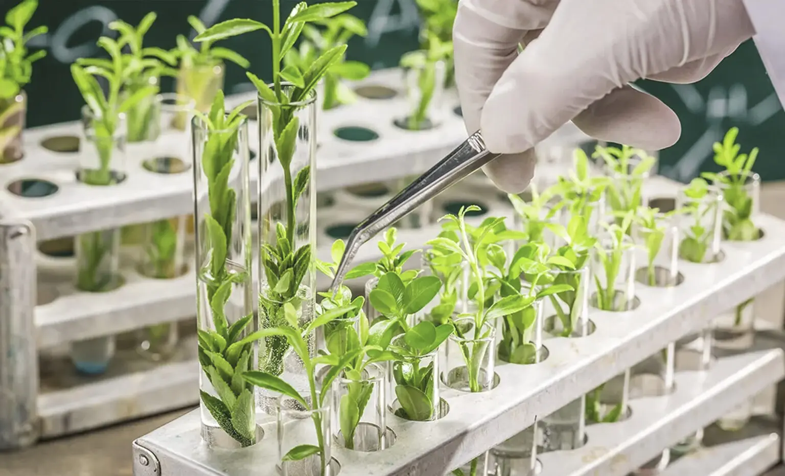 The BRPTO issues new guidelines related to transgenic plants