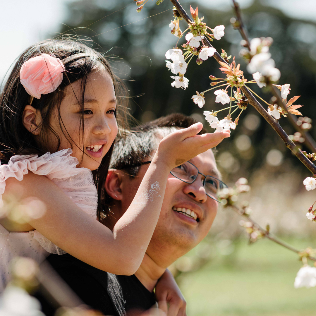 Young daughter on father's shoulders, looking at a cherry blossom flower.
