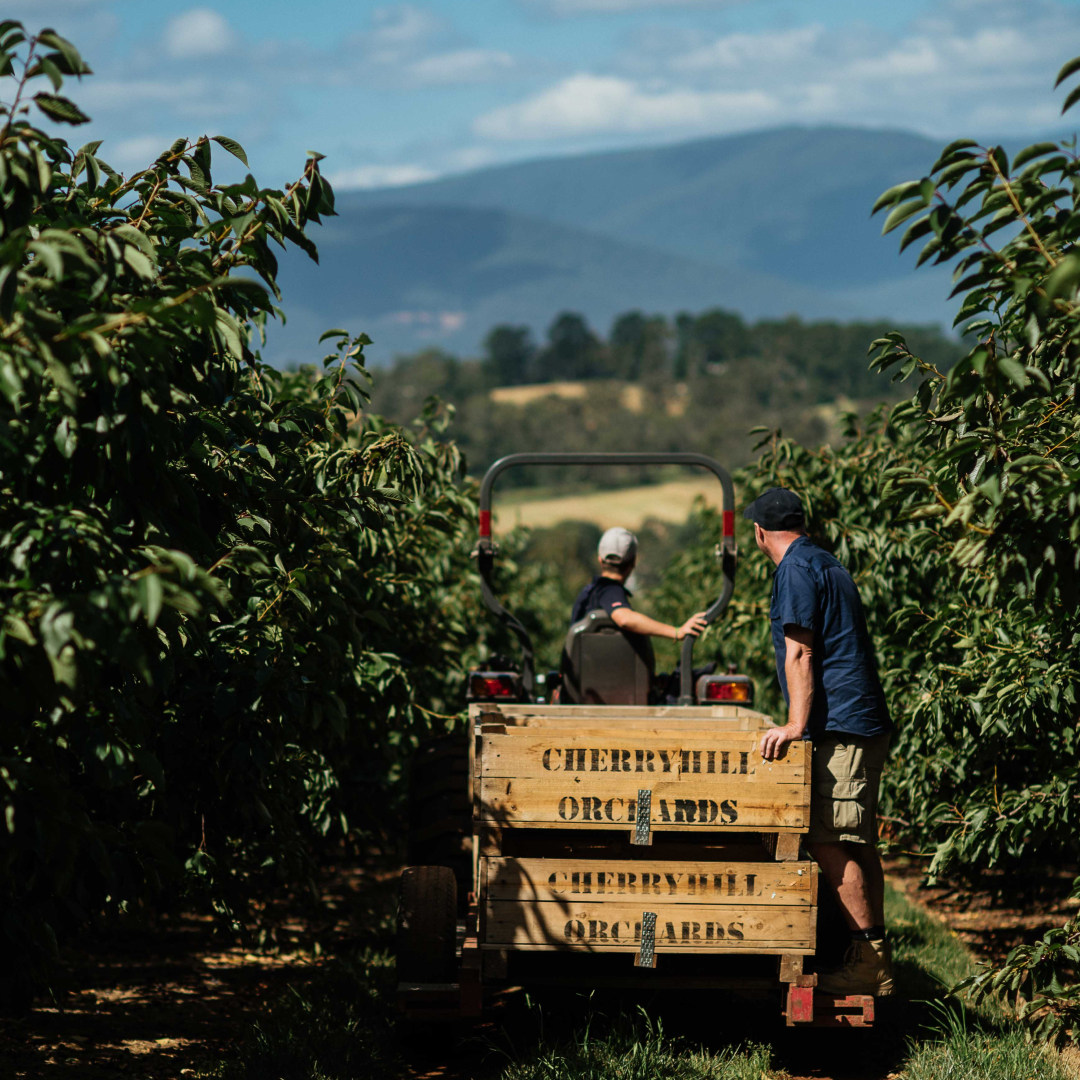 Two men standing on a cart with wooden CherryHill crates, driving through a cherry orchard.