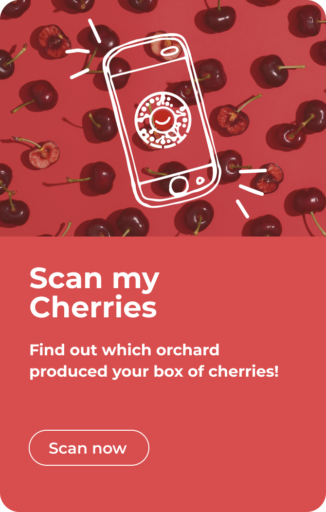 Illustration of mobile phone with information about the scan my cherries feature.