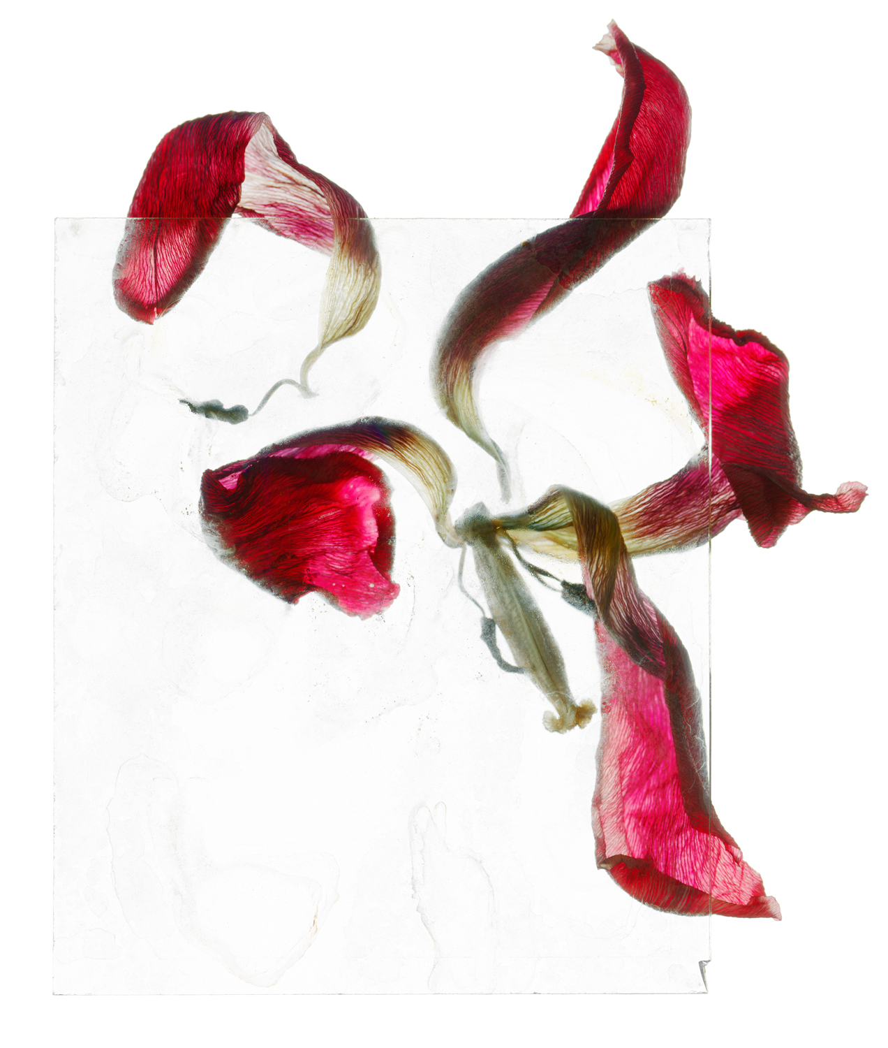 Brigitte Lustenberger