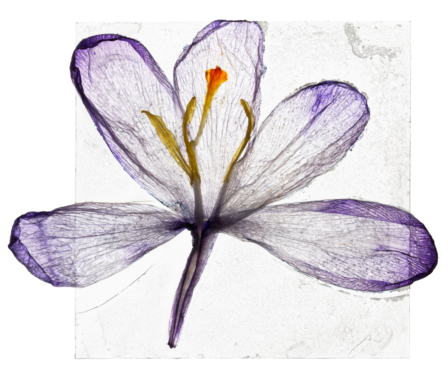 Brigitte Lustenberger