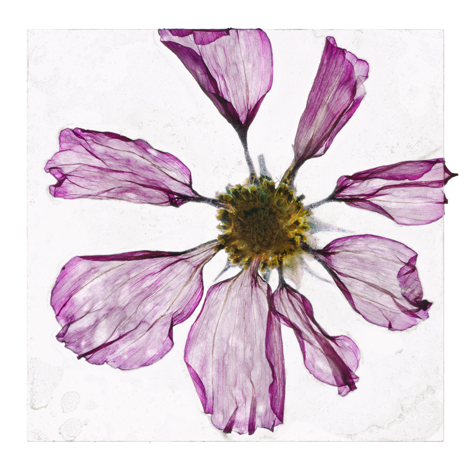 Brigitte Lustenberger