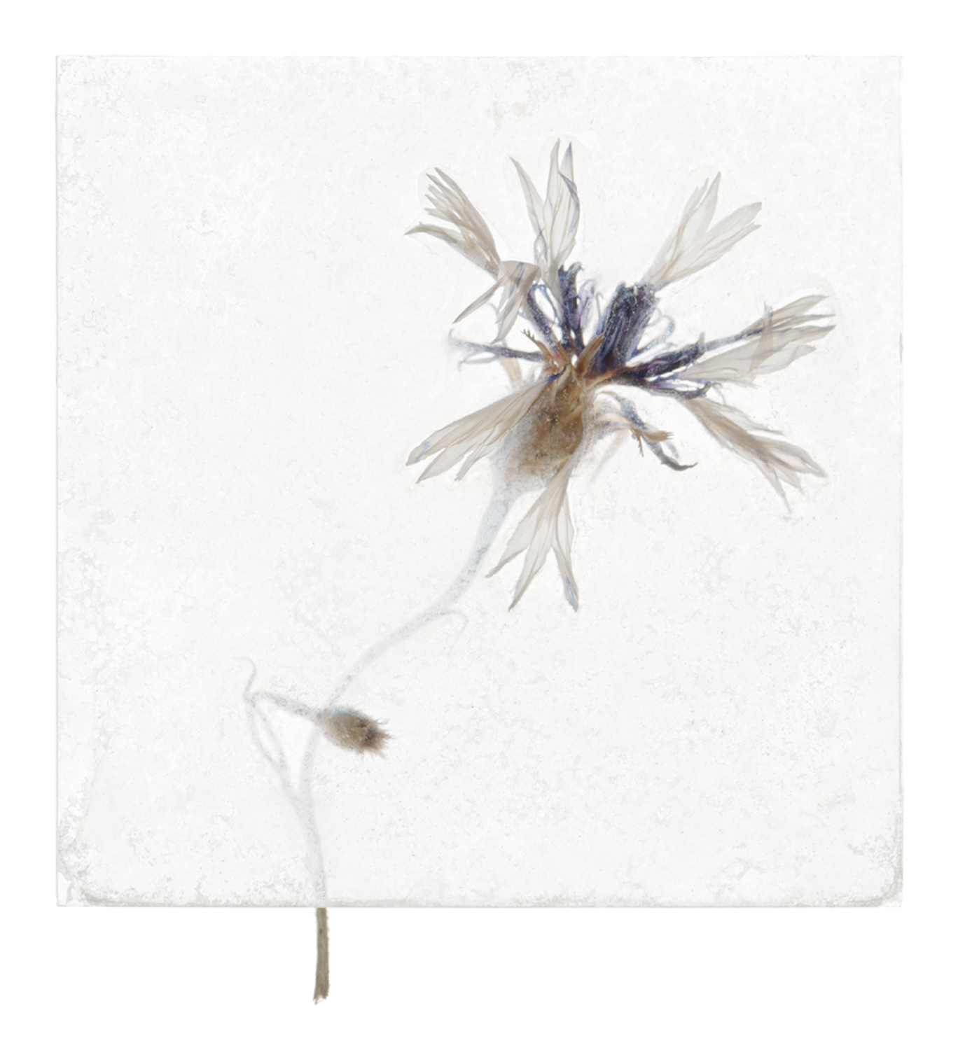 Brigitte Lustenberger