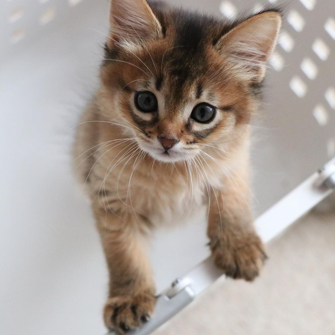 Get your own Somali cat today! This gray and white kitten is waiting for you on a bed.