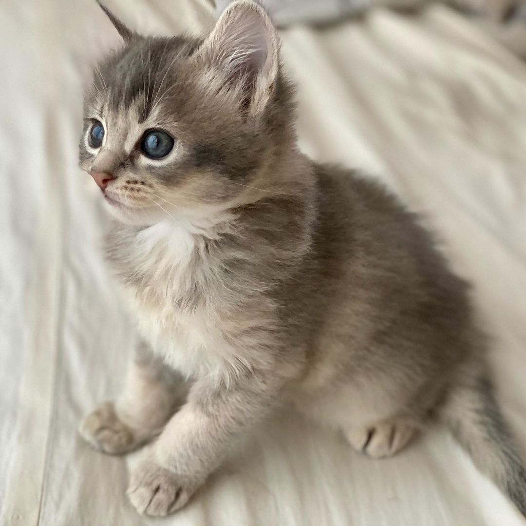 Adorable Somali kitten for sale. Gray and white fur, standing on a cozy bed.