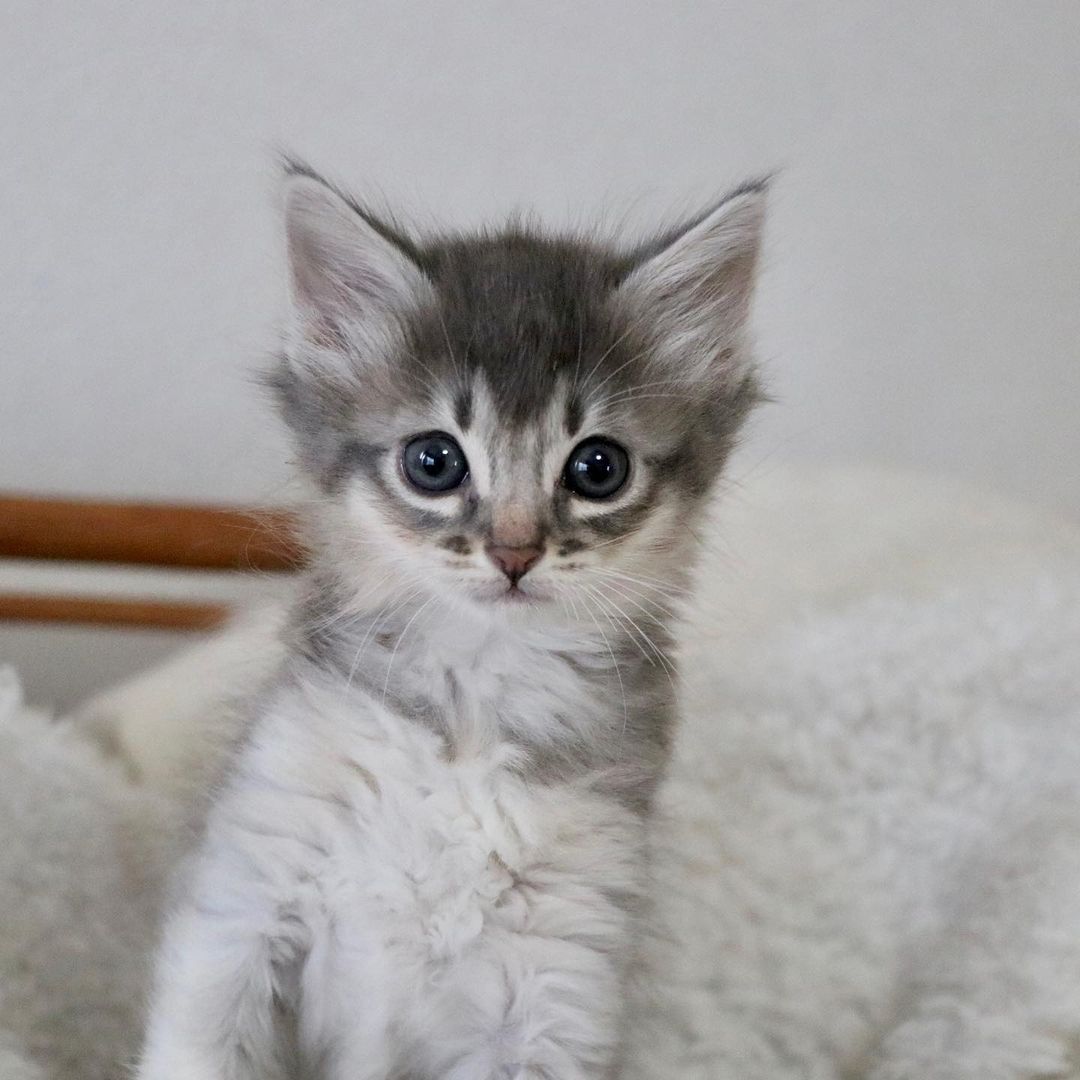 Gray and white Somali kitten standing on bed. Perfect addition to your family