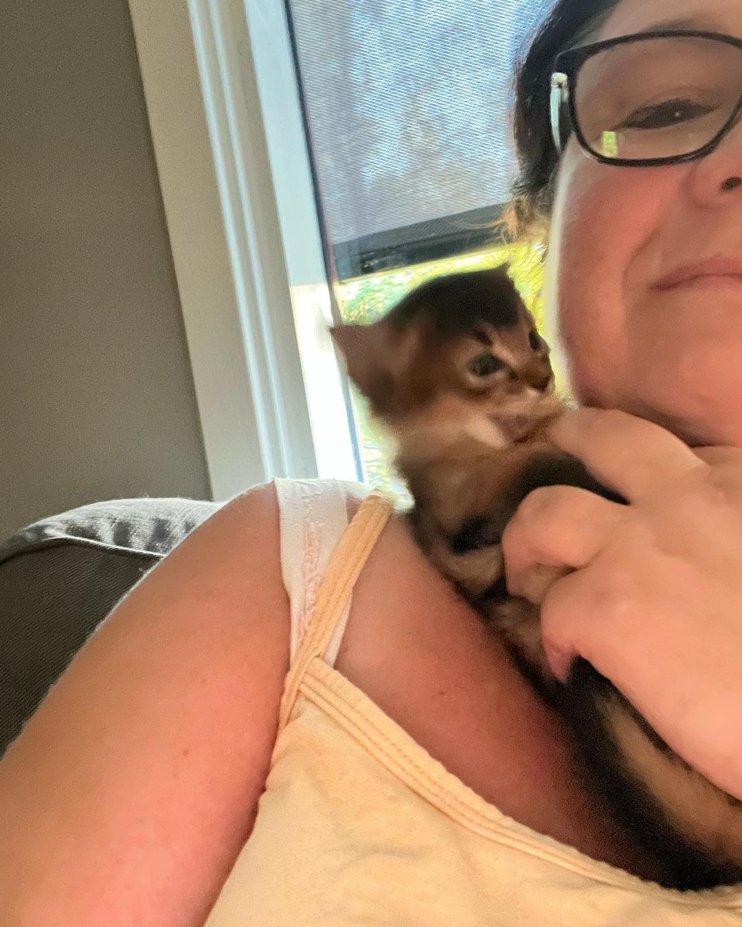 Get your own Somali cat today! This gray and white kitten is waiting for you on a bed.