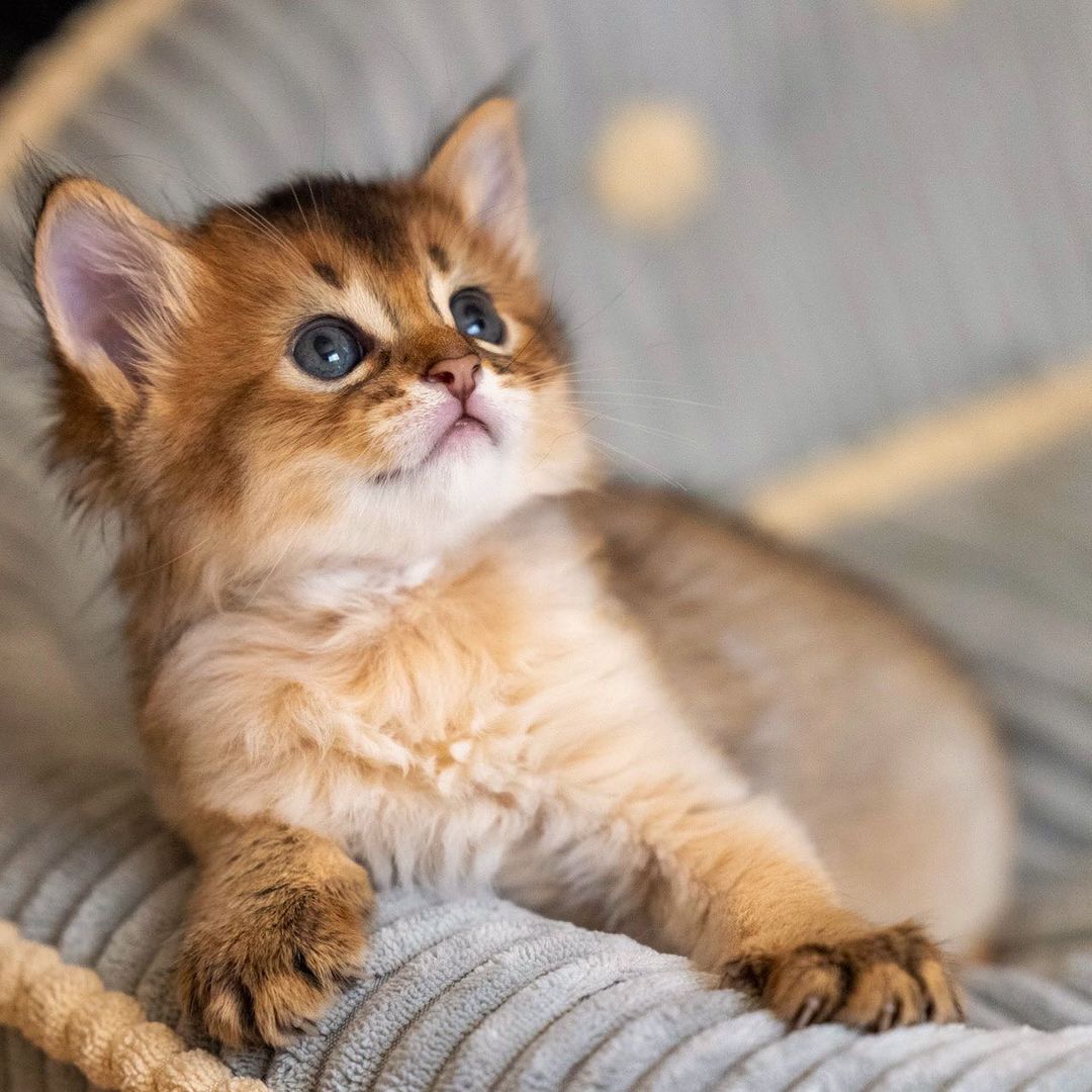 somali cat for sale