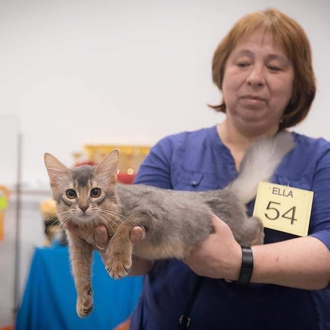 somali cat for sale