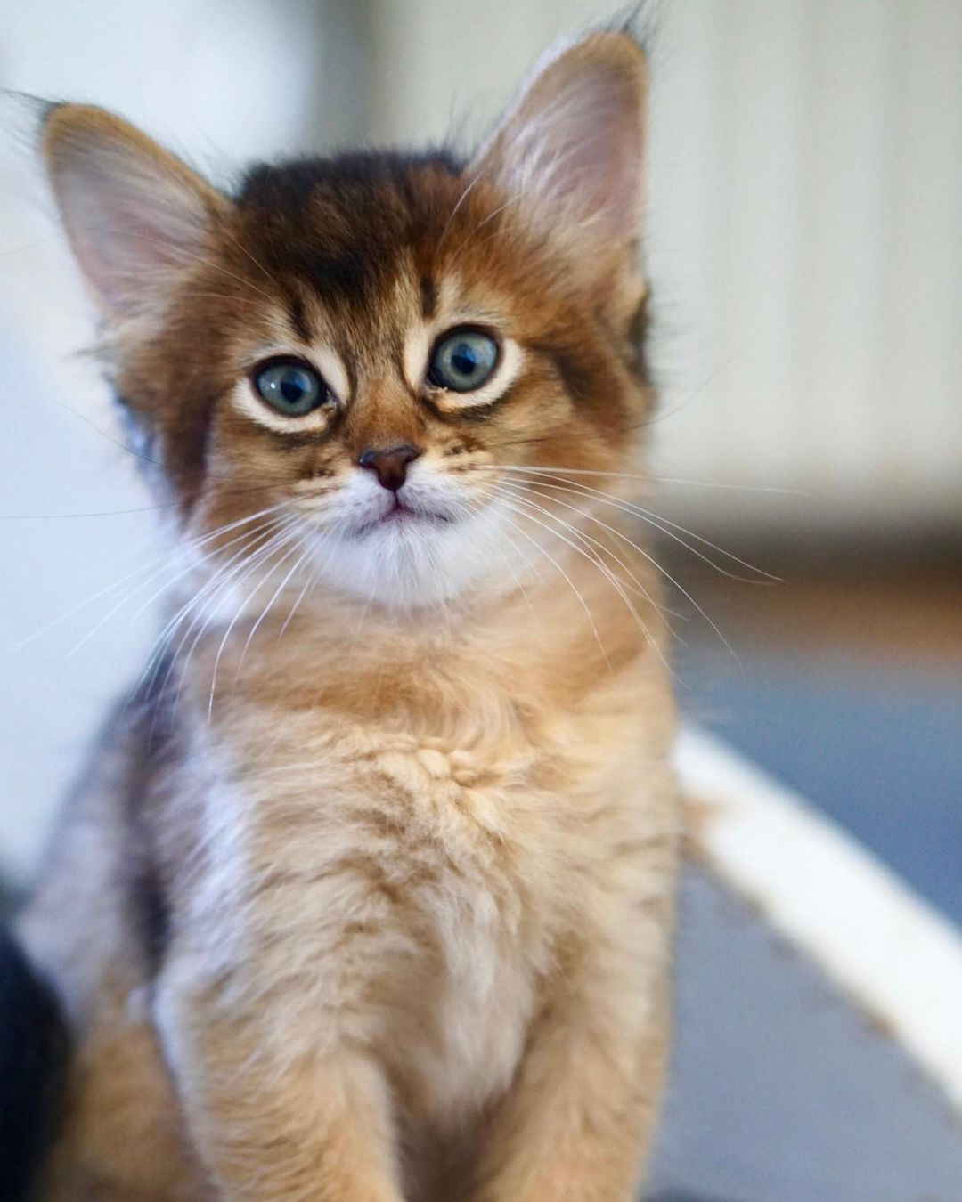 Looking for a Somali cat for sale