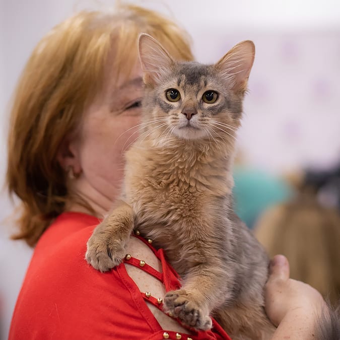 Discover the beauty of Somali cats for sale and find your perfect feline companion today