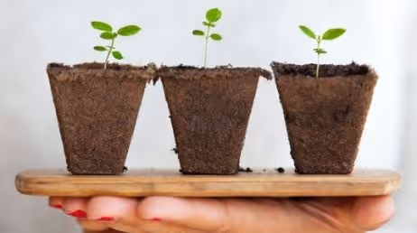 Hand holding three small plant pots with sprouts