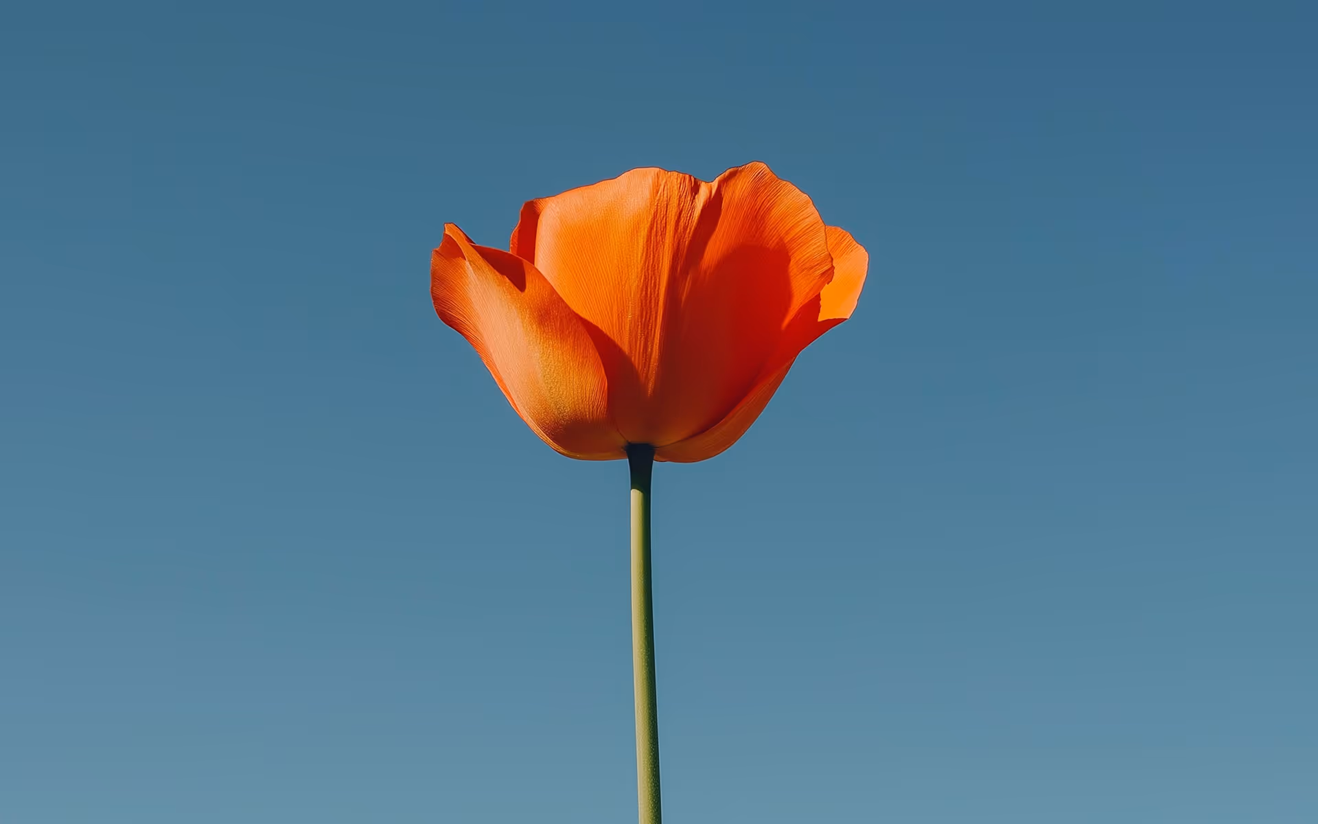 Single orange flower on the clear sky background.