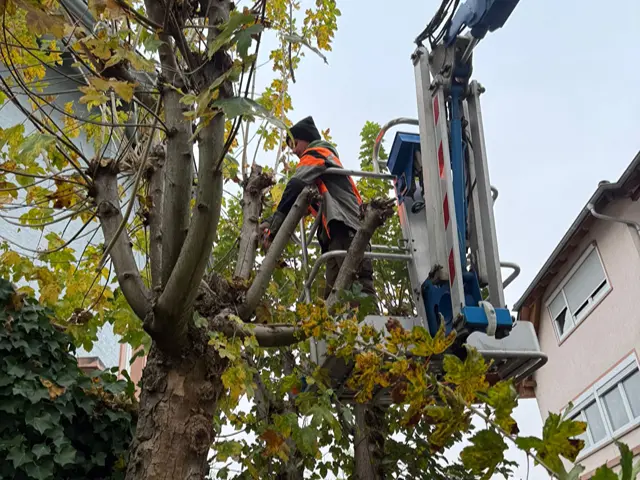 Arbeiter mit orangefarbener Warnweste schneidet Äste eines Baums von einem Hubbühler aus.
