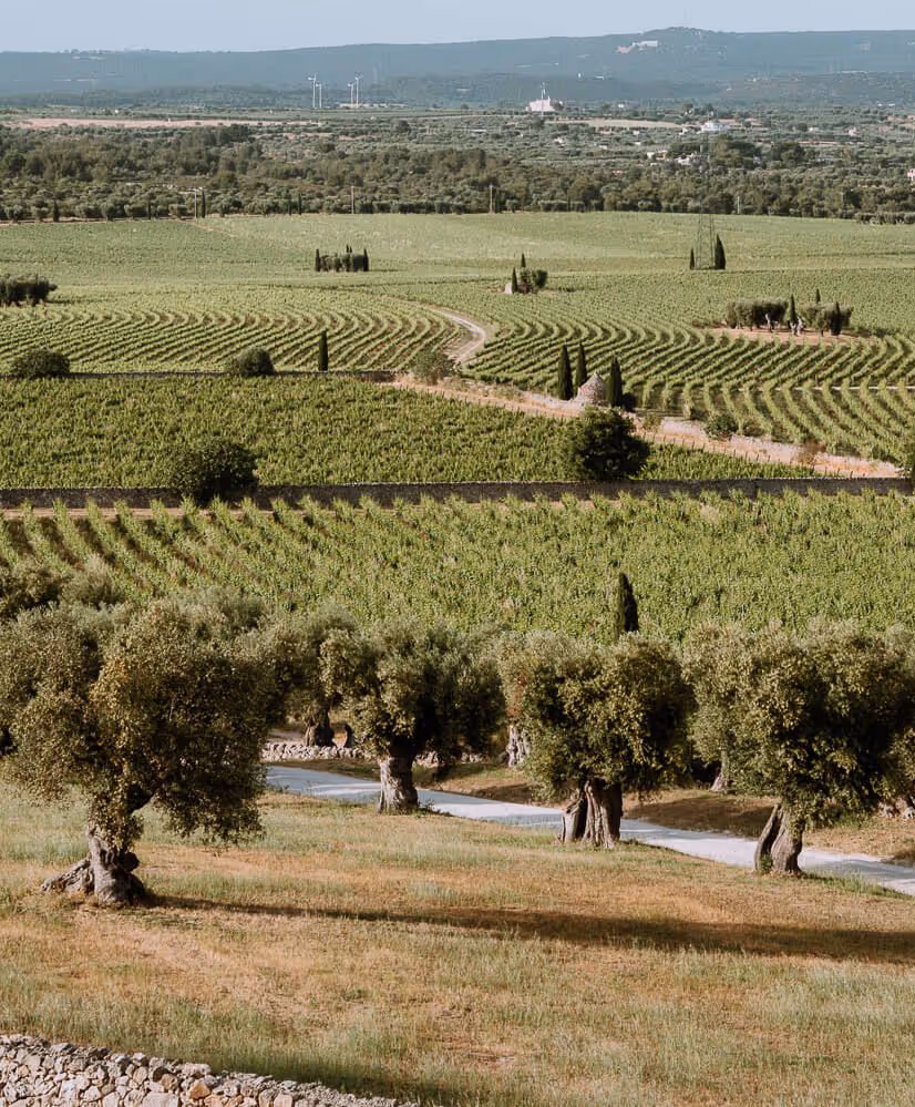 Rolling vineyards with rows of grapevines, olive trees in the foreground, and distant hills under a clear sky.