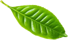 service-leaf-03