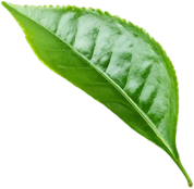 service-leaf-01