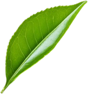 service-leaf-02