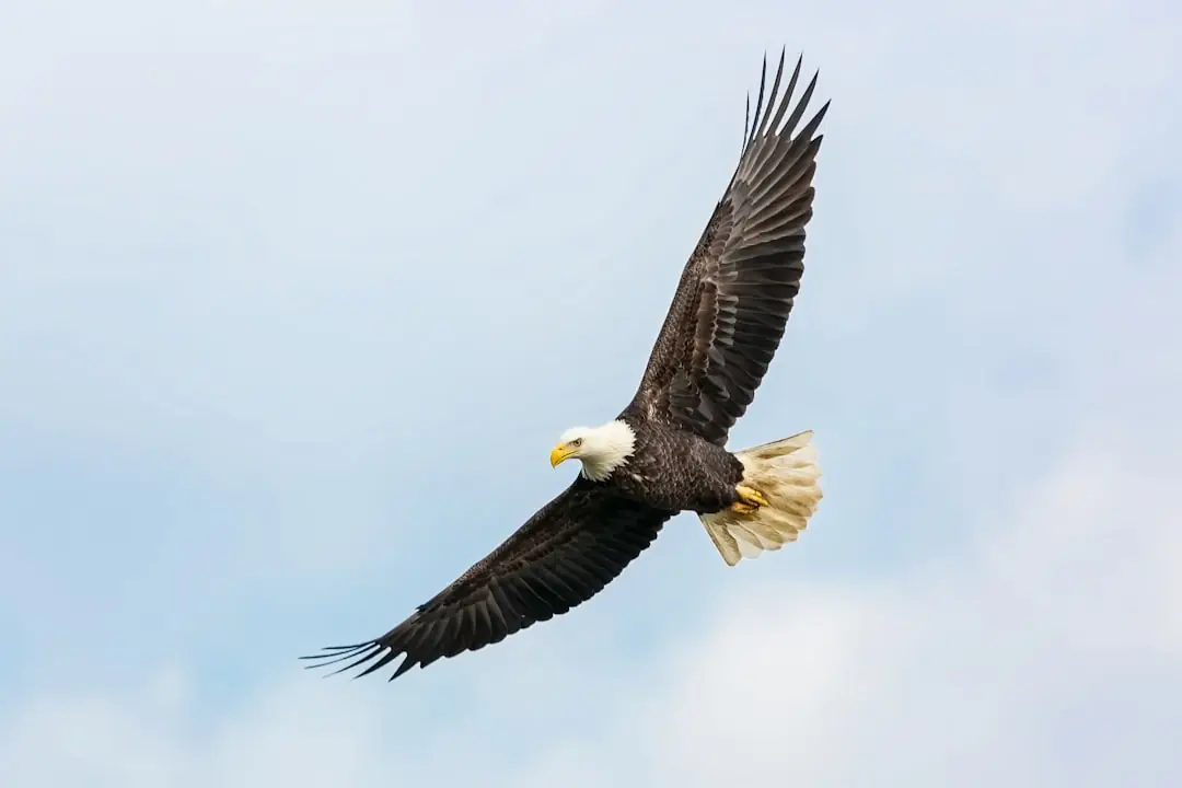 Aigle vol libre rapace kintzheim alsace