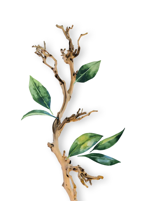 Beauty product green