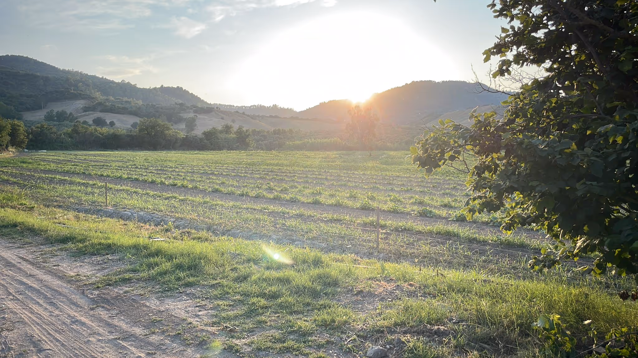 Campo coltivato con fila di piante verdi al tramonto, con colline e alberi sullo sfondo.