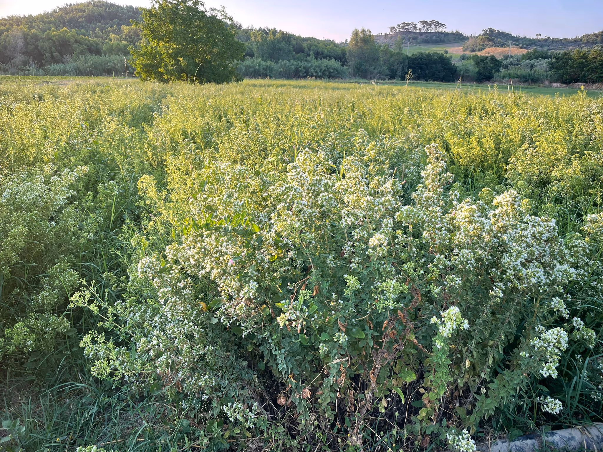 Campo esteso di origano rigoglioso con fiori bianchi sotto una luce solare calda, con alberi e colline sullo sfondo.