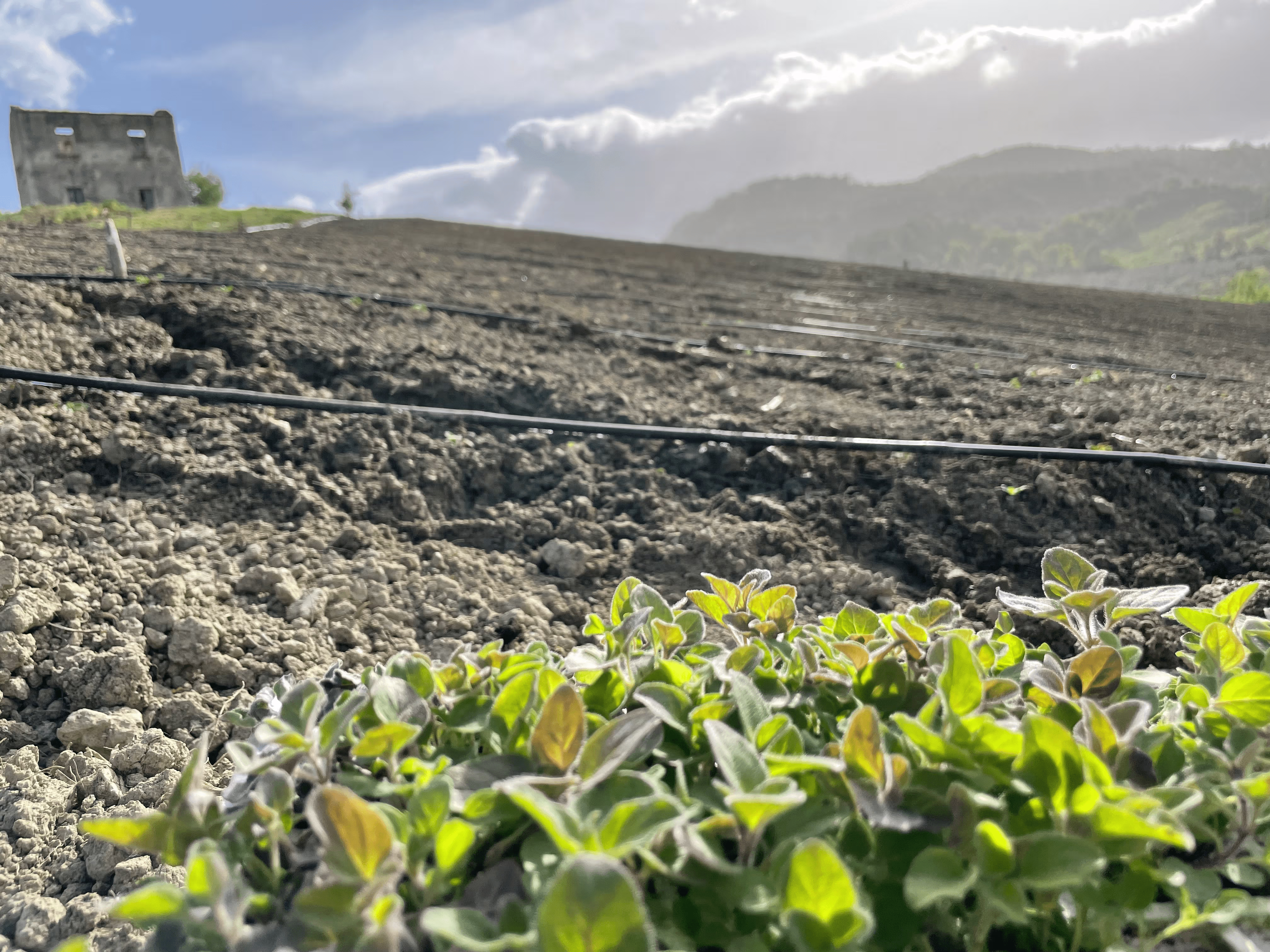 Primi piani di piccole piante verdi in un campo arato con un antico edificio sullo sfondo sotto un cielo parzialmente nuvoloso.